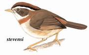 棕喉雀鹛 Rufous-throated Fulvetta