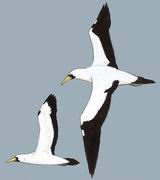 蓝脸鲣鸟 Masked Booby
