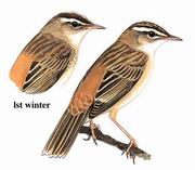 水蒲苇莺 Sedge Warbler
