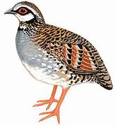 台湾山鹧鸪 White-throated Hill Partridge