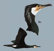 暗绿背鸬鹚 Temminck's Cormorant