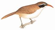棕头钩嘴鹛 Red-billed Scimitar-Babbler