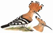 戴胜 Eurasian Hoopoe