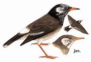 灰椋鸟 White-cheeked Starling