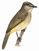 黄绿鹎 Flavescent Bulbul