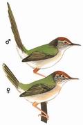 长尾缝叶莺 Common Tailorbird