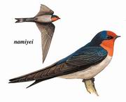 洋斑燕 Pacific Swallow