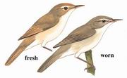 布氏苇莺 Blyth's Reed Warbler