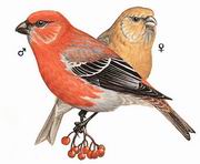 松雀 Pine Grosbeak