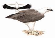 白腹海雕 White-bellied Sea Eagle