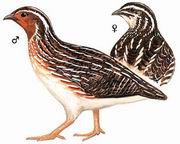 日本鹌鹑 Japanese Quail