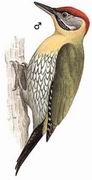 花腹绿啄木鸟 Laced Woodpecker