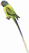 青头鹦鹉 Slaty-headed Parakeet
