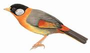 银耳相思鸟 Silver-eared Mesia