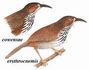 斑胸钩嘴鹛 Spot-breated Scimitar Babbler