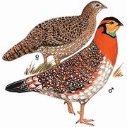 灰腹角雉 Grey-bellied Tragopan