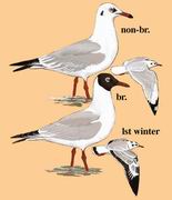 棕头鸥 Brown-headed Gull