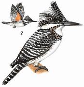 冠鱼狗 Crested Kingfisher