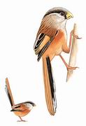 震旦鸦雀 Reed Parrotbill