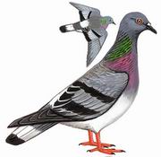 岩鸽 Hill Pigeon