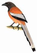 棕腹树鹊 Rufous Treepie