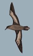 短尾鹱 Short-tailed Shearwater