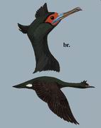 红脸鸬鹚 Red-faced Cormorant