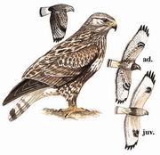 毛脚鵟 Rough-legged Buzzard