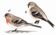 白腰朱顶雀 Common Redpoll