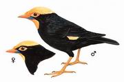 金冠树八哥 Golden-crested Myna