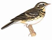 树鹨 Orienfnl Tree Pipit