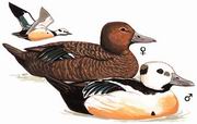 小绒鸭 Steller's Eider