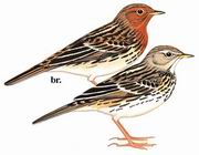 红喉鹨 Red-throated Pipit