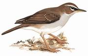 褐头鸫 Grey-sided Thrush
