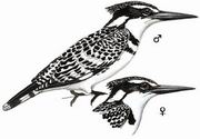 斑鱼狗 Pied Kingfisher