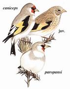 红额金翅雀 European Goldfinch