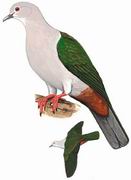 绿皇鸠 Green Imperial Pigeon