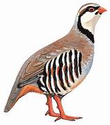 石鸡 Chukar