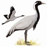 蓑羽鹤 Demoiselle Crane