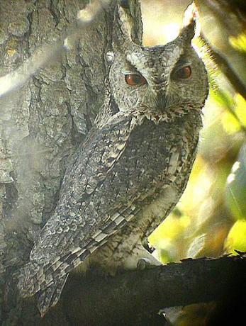 日本领角鸮 Japanese Scops Owl