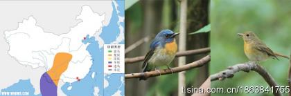 中华仙鹟 Chinese Blue Flycatcher