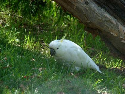 小葵花凤头鹦鹉 Yellow-crested Cockatoo