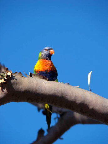 彩虹鹦鹉 Rainbow Lorikeet