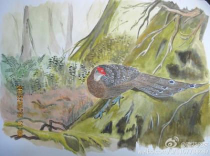 海南孔雀雉 Hainan Peacock Pheasant