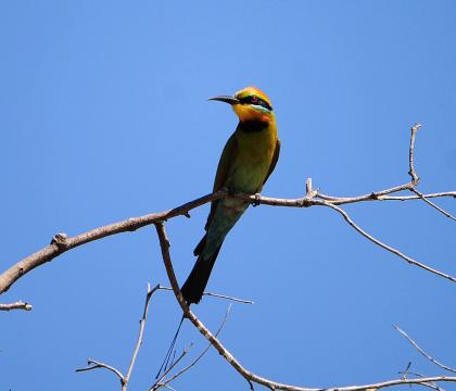 彩虹蜂虎 Rainbow Bee-eater