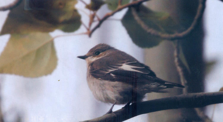 斑姬鹟 European Pied Flycatcher