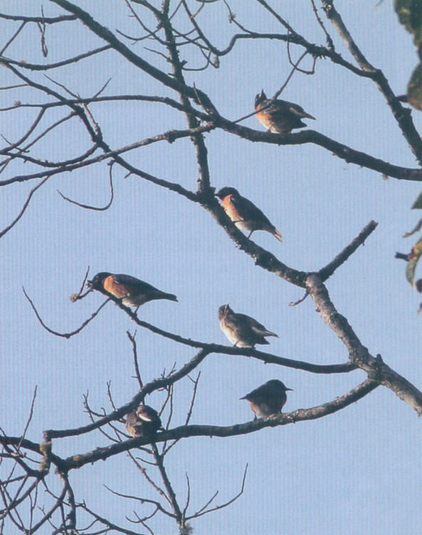 斑翅椋鸟 Spot-winged Starling