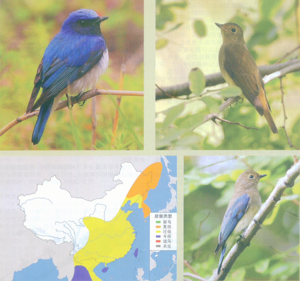 白腹蓝鹟 Blue-and-white Flycatcher