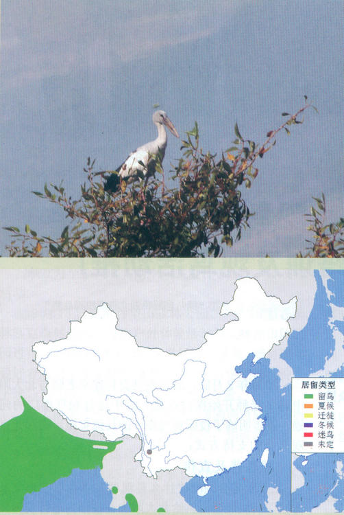 钳嘴鹳 Asian Openbill