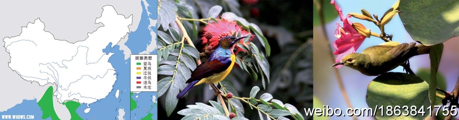 褐喉直嘴太阳鸟  Brown-throated Sunbird